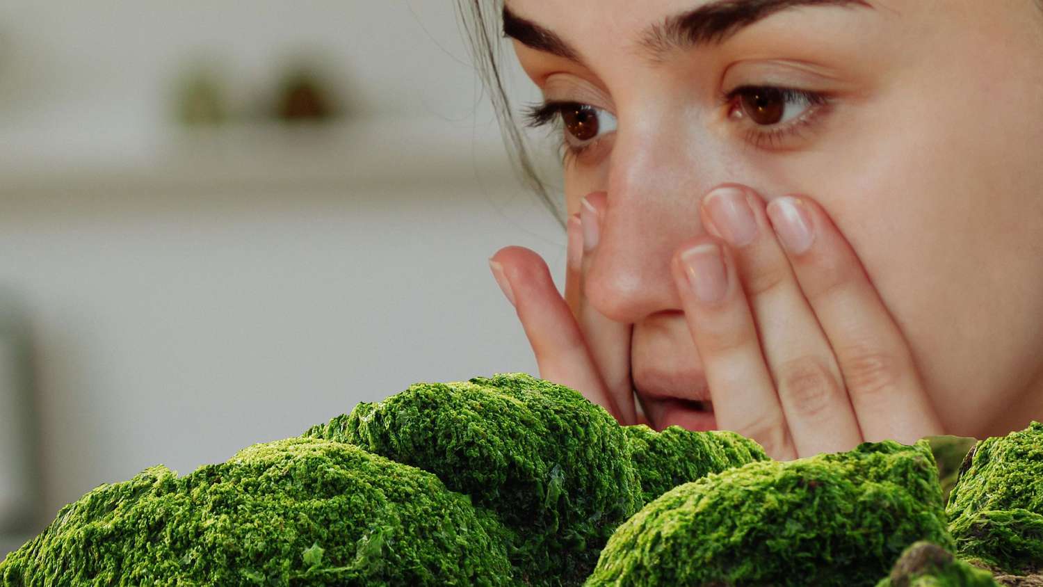 Sea Moss For Acne The Sea Moss Harvest