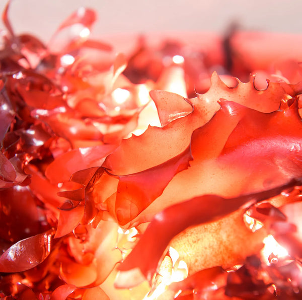 What is Dulse Good for