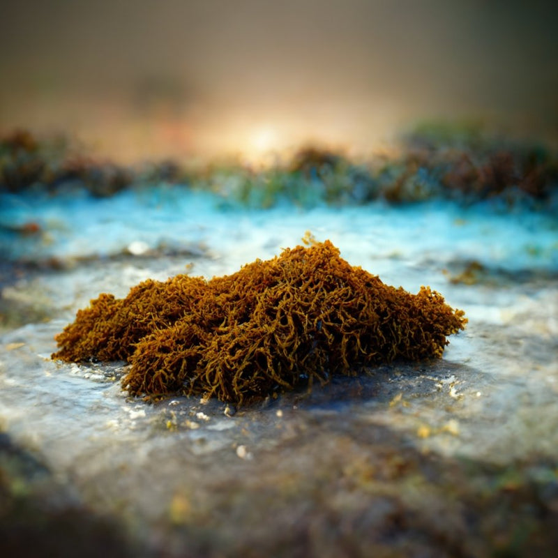 Sea Moss Benefits