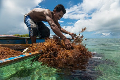 Where Does Sea moss Grow?