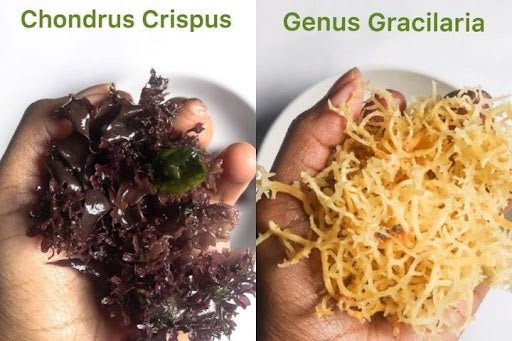 Irish Moss Vs Sea Moss