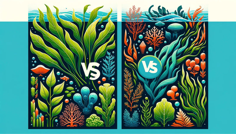 Kelp vs Seaweed