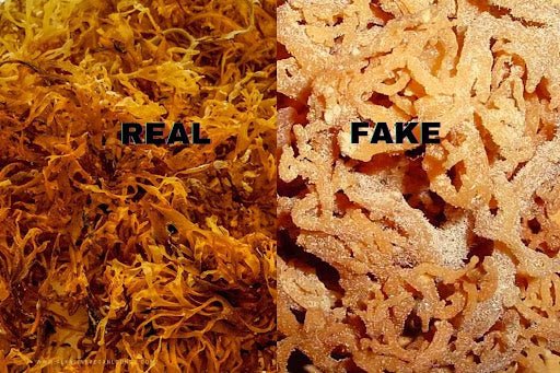 Wildcrafted Sea Moss vs. Ocean Farmed Sea Moss vs. Pool Grown Sea Moss