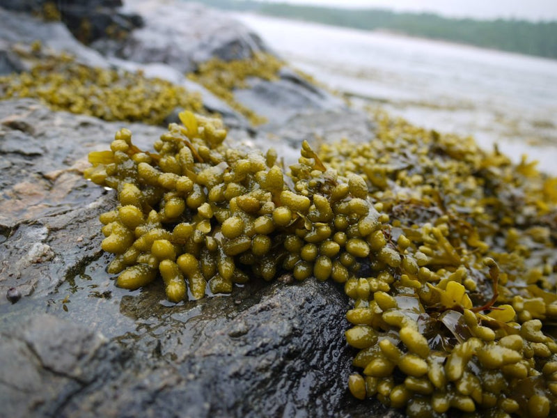 The Nutritional Powerhouses: Sea Moss and Bladderwrack Benefits