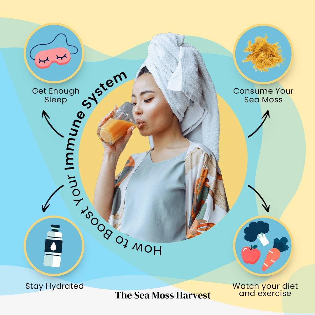 What is Sea Moss Good For? The Sea Moss Harvest