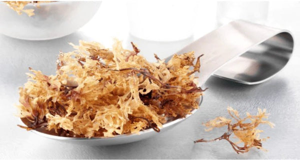 Sea Moss for Weight Loss