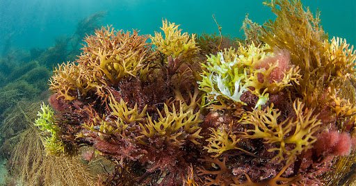 Where Does Sea Moss Come From